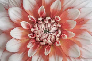 USA, Washington State, Seabeck. Dahlia blossom close-up