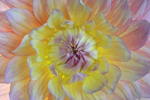 USA, Washington State, Seabeck. Dahlia blossom close-up
