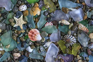Pebble Prints: USA, Washington State, Seabeck. Sea shells and beach glass close-up