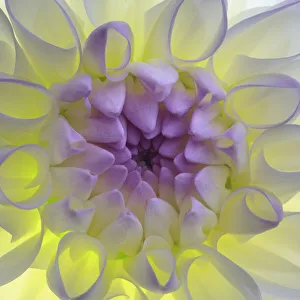 Images Dated 29th April 2021: USA, Washington State, Seabeck. Dahlia blossom close-up