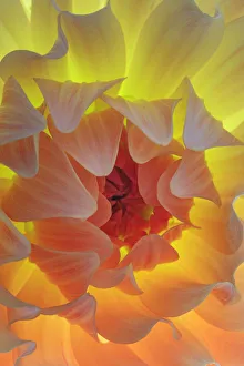 Images Dated 27th April 2021: USA, Washington State, Seabeck. Dahlia blossom close-up
