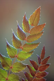 Images Dated 29th April 2021: USA, Washington State, Seabeck. Oregon grape leaves in autumn