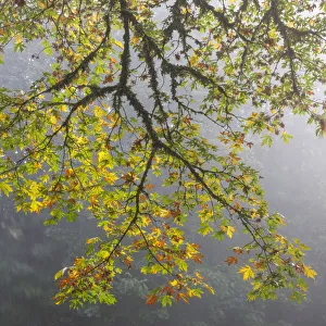 USA, Washington State, Seabeck. Bigleaf maple limbs and fog in Scenic Beach State Park