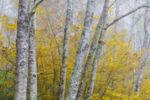 Alder Prints: USA, Washington State, Seabeck, Nicks Lagoon County Park