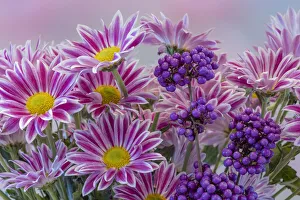 Berry Prints: USA, Washington State, Seabeck. Composite of daisies and berries