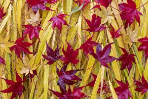 Images Dated 29th April 2021: USA, Washington State, Seabeck. Japanese maple leaves fallen on Japanese forest grass
