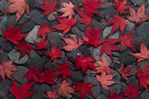 Images Dated 27th April 2021: USA, Washington State, Seabeck. Japanese maple leaves on river rocks