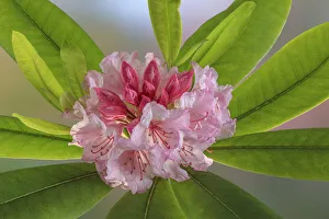 Images Dated 27th April 2021: USA, Washington State, Seabeck. Rhododendron flower close-up