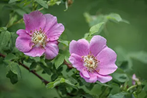 Images Dated 27th April 2021: USA, Washington State, Seabeck. Wild rose blossoms in Guillemot Cove Nature Reserve