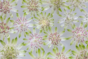 Images Dated 29th April 2021: USA, Washington State, Seabeck. Montage of astrantia blossoms