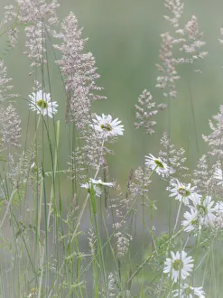 USA, Washington State, Seabeck. Oxeye daisy flowers and grasses