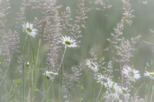 USA, Washington State, Seabeck. Oxeye daisy flowers and grasses