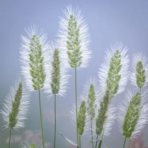 Images Dated 29th April 2021: USA, Washington State, Seabeck. Grass seed-heads close-up