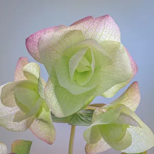 Images Dated 29th April 2021: USA, Washington State, Seabeck. Ornamental oregano blossoms close-up
