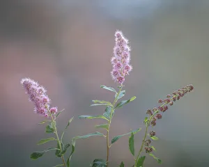 Images Dated 27th April 2021: USA, Washington State, Seabeck. Spiraea shrub flowers