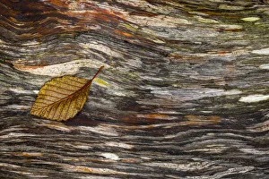 Alder Prints: USA, Washington State, Seabeck. Alder leaf on driftwood