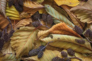 Alder Prints: USA, Washington State, Seabeck. Close-up of fallen alder leaves and cones