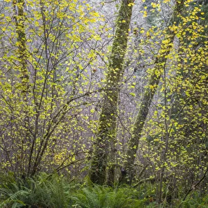 Images Dated 27th April 2021: USA, Washington State, Seabeck, Guillemot Cove Nature Reserve