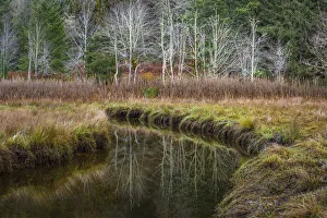 Images Dated 27th April 2021: USA, Washington State, Seabeck, Guillemot Cove Nature Reserve. Reflections in Boyce Creek