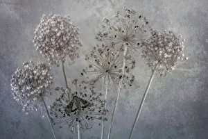 Images Dated 1st November 2021: USA, Washington State, Seabeck. Underwing butterfly on allium seed heads