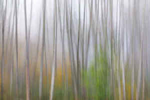 Alder Prints: USA, Washington State, Seabeck. Alder forest abstract