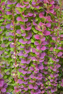 Barberry Prints: USA, Washington State, Seabeck. Barberry bush foliage