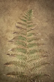 Images Dated 1st November 2021: USA, Washington State, Seabeck. Close-up of bracken fern pattern