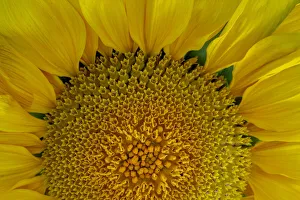 Sunflower Prints: USA, Washington State, Seabeck. Sunflower blossom close-up