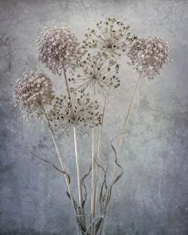 Images Dated 1st November 2021: USA, Washington State, Seabeck. Allium seed heads close-up