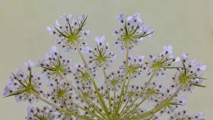 Images Dated 1st November 2021: USA, Washington State, Seabeck. Close-up of Queen Annes lace plant