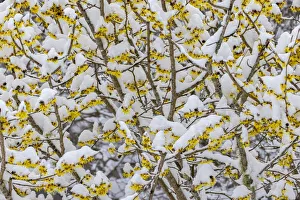 Images Dated 4th October 2021: USA, Washington State, Seabeck. Snow on witch hazel tree