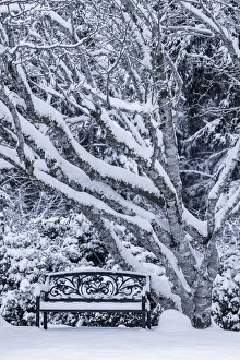 Images Dated 4th October 2021: USA, Washington State, Seabeck. Snow-covered trees and bench in winter