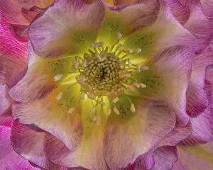 Images Dated 4th October 2021: USA, Washington State, Seabeck. Hellebore blossom close-up