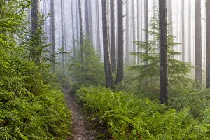 Images Dated 4th October 2021: USA, Washington State, Seabeck. Trail in foggy Guillemot Cove Nature Preserve