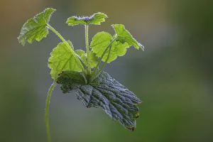 Backlit Prints: USA, Washington State, Seabeck. Piggyback plant evergreen leaves close-up