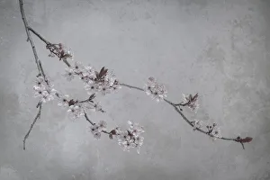 Pastel Prints: USA, Washington State, Seabeck. Flowering plum branch
