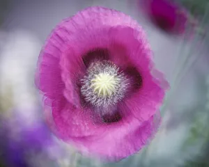 Poppy Prints: USA, Washington State, Seabeck. Abstract pink poppy