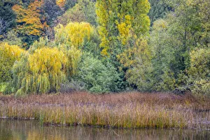 Alder Prints: USA, Washington State, Seabeck. Saltwater lagoon with forest and reeds in autumn