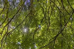 USA, Washington State, Seabeck. Bigleaf maple trees in Anderson Landing County Park