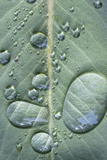Raindrop Prints: USA, Washington State, Seabeck. Raindrops on madrone tree leaf