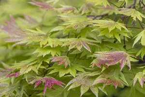 Images Dated 4th October 2021: USA, Washington State, Seabeck. Japanese maple tree foliage