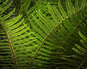Backlit Prints: USA, Washington State, Seabeck. Sunlit sword ferns in Anderson Landing County Park