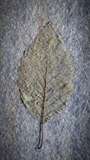 Alder Prints: USA, Washington State, Seabeck. Skeletonized alder leaf on rock