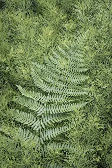 USA, Washington State, Seabeck. Coreopsis plant and lady fern