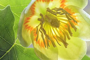 Images Dated 4th October 2021: USA, Washington State, Seabeck. Tulip poplar blossom close-up