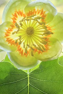 Images Dated 4th October 2021: USA, Washington State, Seabeck. Tulip poplar blossom close-up