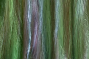 USA, Washington State, Seabeck. Forest fantasy in Guillemot Cove Nature Preserve