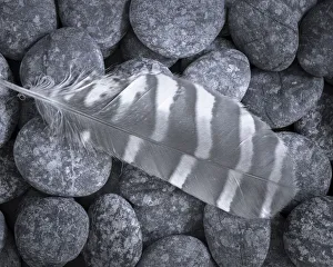 Raptor Prints: USA, Washington State, Seabeck. Raptor feather on rocks