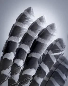 Raptor Prints: USA, Washington State, Seabeck. Raptor wing feathers reflecting in mirror