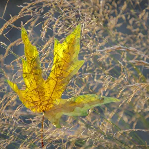 Images Dated 1st November 2021: USA, Washington State, Seabeck. Autumn bigleaf maple leaf caught in grasses
